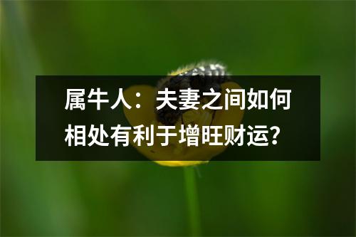 <h3>属牛人：夫妻之间如何相处有利于增旺财运？