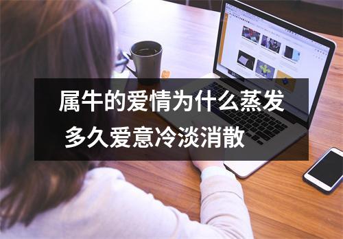 <h3>属牛的爱情为什么蒸发多久爱意冷淡消散