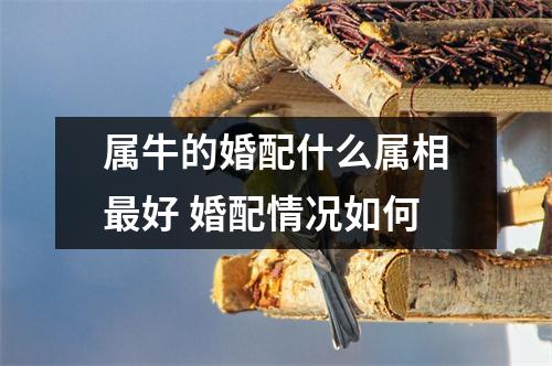 <h3>属牛的婚配什么属相好婚配情况如何