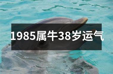 <h3>1985属牛38岁运气