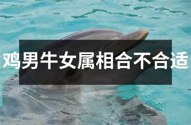 <h3>鸡男牛女属相合不合适