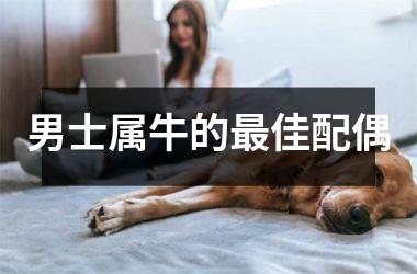 <h3>男士属牛的佳配偶