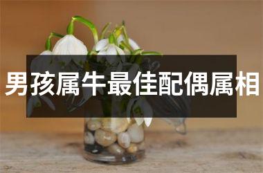 <h3>男孩属牛最佳配偶属相