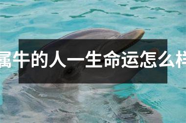 <h3>属牛的人一生命运怎么样