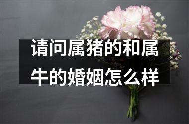 <h3>请问属猪的和属牛的婚姻怎么样