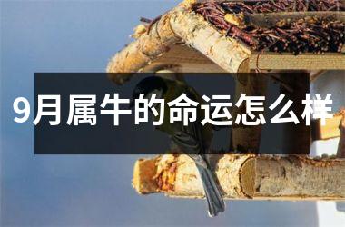 <h3>9月属牛的命运怎么样