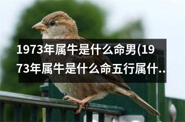<h3>1973年属牛是什么命男(1973年属牛是什么命五行属什么)