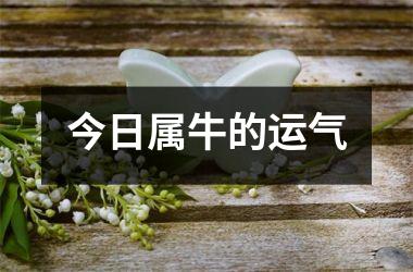 <h3>今日属牛的运气