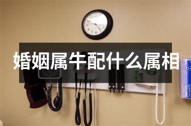 婚姻属牛配什么属相