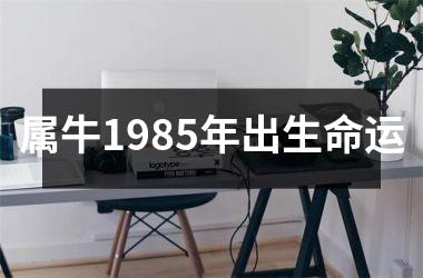 属牛1985年出生命运