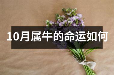 10月属牛的命运如何