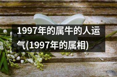 <h3>1997年的属牛的人运气(1997年的属相)