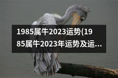 1985属牛2023运势(1985属牛2023年运势及运程)