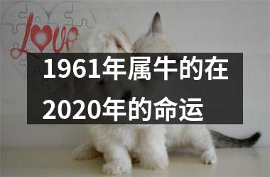 <h3>1961年属牛的在2025年的命运