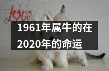 1961年属牛的在2020年的命运