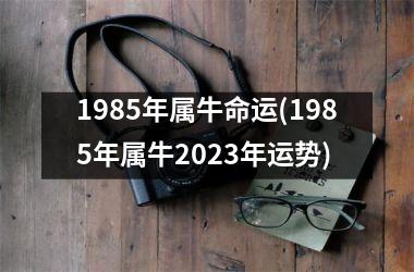 1985年属牛命运(1985年属牛2023年运势)