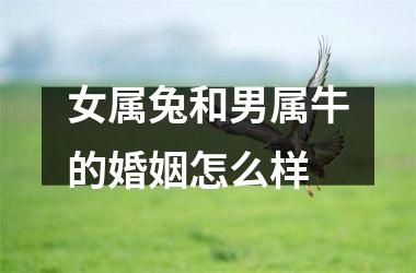 <h3>女属兔和男属牛的婚姻怎么样