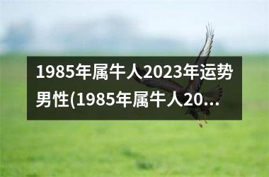 1985年属牛人2023年运势男性(1985年属牛人2023年运势运程每月运程)