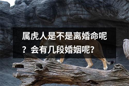 属虎人是不是离婚命呢？会有几段婚姻呢？
