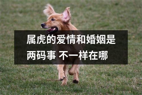 属虎的爱情和婚姻是两码事不一样在哪
