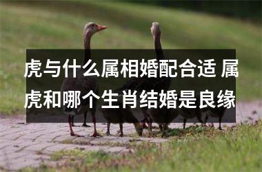 <h3>虎与什么属相婚配合适 属虎和哪个生肖结婚是良缘