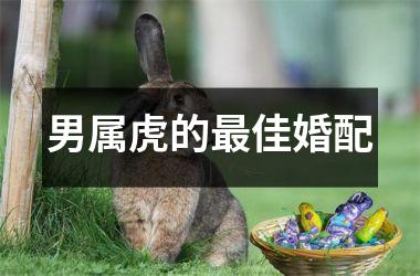 <h3>男属虎的最佳婚配