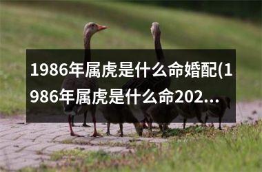 <h3>1986年属虎是什么命婚配(1986年属虎是什么命2025运势)