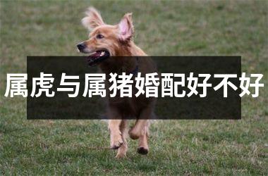 <h3>属虎与属猪婚配好不好