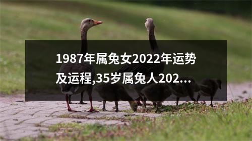 1987年属兔女2025年运势及运程,35岁属兔人2025年的每月运势女性