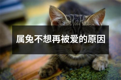 属兔不想再被爱的原因