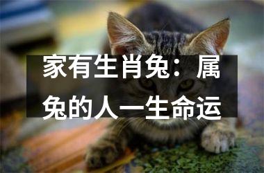 家有生肖兔：属兔的人一生命运