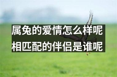 属兔的爱情怎么样呢 相匹配的伴侣是谁呢