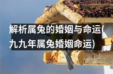 解析属兔的婚姻与命运(九九年属兔婚姻命运)