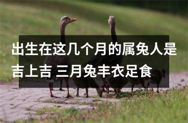 出生在这几个月的属兔人是吉上吉 三月兔丰衣足食