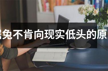 属兔不肯向现实低头的原因