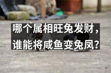 哪个属相旺兔发财，谁能将咸鱼变兔凤？