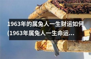 1963年的属兔人一生财运如何(1963年属兔人一生命运如何)