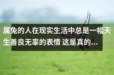 属兔的人在现实生活中总是一幅天生善良无辜的表情 这是真的吗