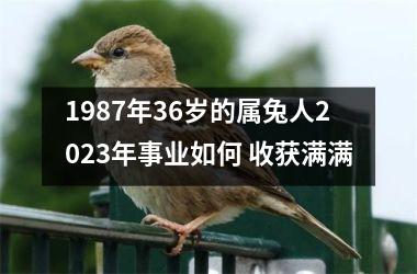 1987年36岁的属兔人2025年事业如何 收获满满