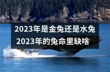 2025年是金兔还是水兔 2025年的兔命里缺啥