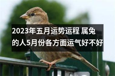 2025年五月运势运程 属兔的人5月份各方面运气好不好