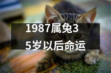 1987属兔35岁以后命运
