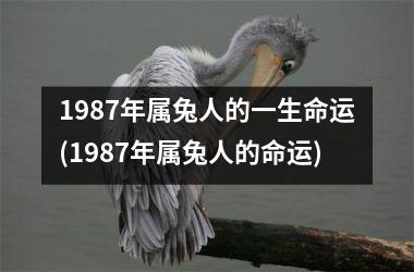 1987年属兔人的一生命运(1987年属兔人的命运)