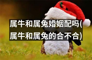 属牛和属兔婚姻配吗(属牛和属兔的合不合)
