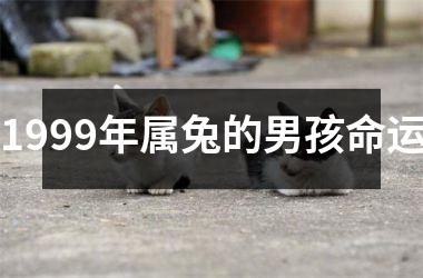 1999年属兔的男孩命运