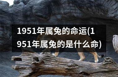 1951年属兔的命运(1951年属兔的是什么命)