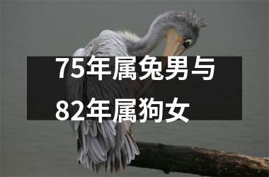 75年属兔男与82年属狗女