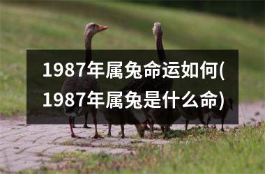1987年属兔命运如何(1987年属兔是什么命)
