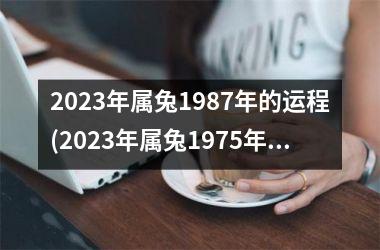 2025年属兔1987年的运程(2025年属兔1975年人的全年运势)