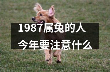 1987属兔的人今年要注意什么